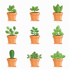 Fototapeta premium Jade plant (Crassula ovata) Pot Plant Icon Set, Crassula ovata Plant Flat Design, Jade plant Symbols
