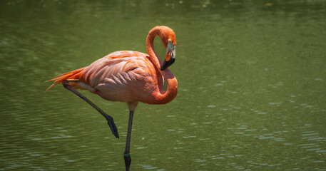 Beautiful flamingos standing in the water. American Flamingo in a pond.