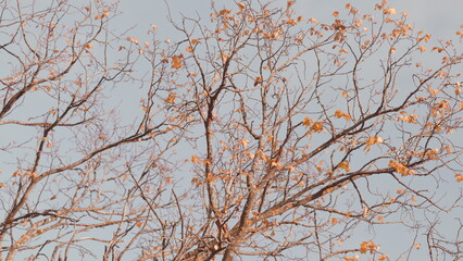 Orange Autumn Oak Leaves On A Tree. Autumn Oak Leaves, Shallow Focus. Oak Grove. Warm Sunny Day.