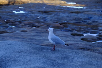 seagull on the beach