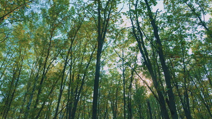 Obraz premium Yellow Oak Leaves On A Tree Branch In Autumn. Yellow Orange Green Oak Leaves Falling From Trees On Sunny Day. Colorful Oak Leaves In Autumn.