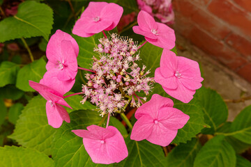 Hydrangea serrata 'Cotton Candy'