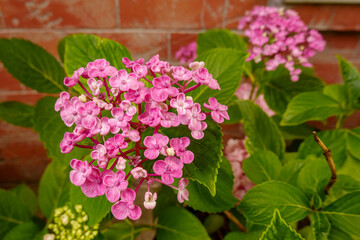 Hydrangea Macrophylla Ayesha in summer