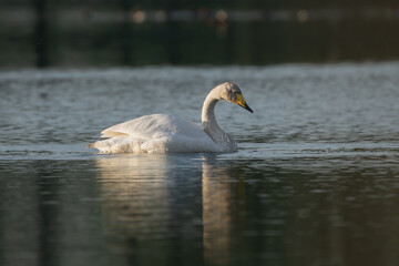 Fototapeta premium Whooper swan also known as the common swan - Cygnus cygnus - swimming on lake. Photo from Milicz Ponds in Poland.