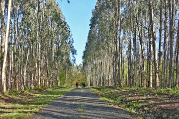 Pellegrini sul cammino Primitivo di Santiago di Compostela - Guntín. Lugo. Galicia - Spagna