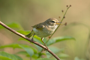 common chiffchaff  - Phylloscopus collybita perched at green background. Photo from Milicz Ponds in Poland.