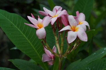 pink magnolia flower