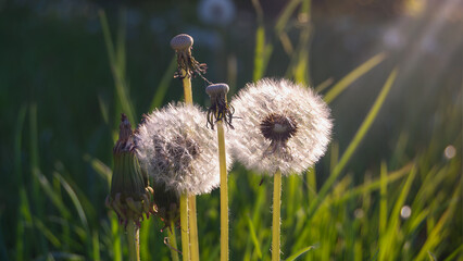 Dandelion blowing in sunlight. Summer background
