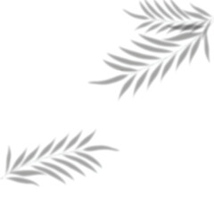 leaves shadow png. tropical leaves shadow for mockups isolated on a transparent background.