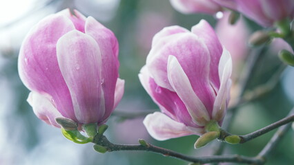 Pink Magnolia Flower Illuminated By The Sun. Pink Chinese Or Saucer Magnolia Flowers.