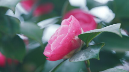 Camellia Japonica Evergreen Dark Pink Double Flowers. Blossom Of Camelia Japonica.