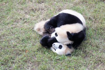 playful Little Panda , Chengdu, China