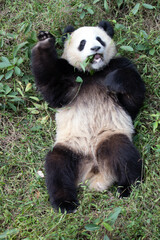 playful Little Panda , Chengdu, China