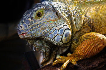 Closeup view of an Iguana.