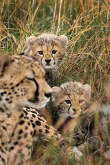 Cheetah cubs/family, Maasai Mara, Kenya