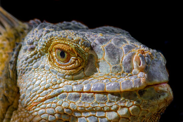 Closeup view of an Iguana.