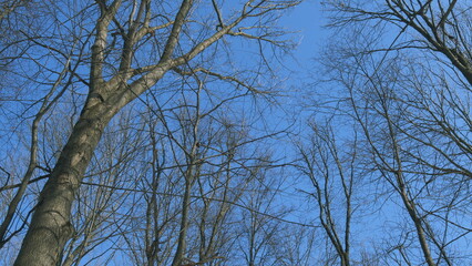 Looking Up Into A Winter Tree Canopy Of Leafless Branches Silhouetted Against A Sunny Blue Sky....