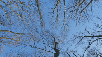 Winter Trees Silhouetted Against A Blue Sky. Stark Bare Tree Branches Silhouetted Against A Winter Sky. Winter Trees Without Foliage On Background Of Sky.