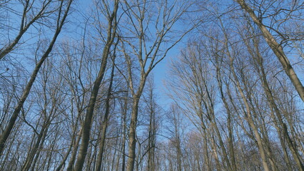 Spring Background. Lifestyle. Melting Snow At Bright Sunny Day With Blue Sky. Forest With Sun Ray...