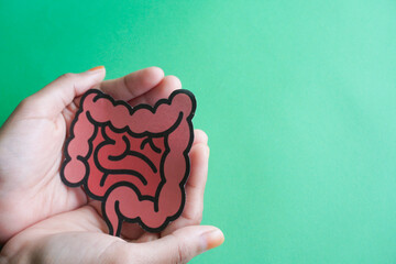 hands holding intestine shape, healthy bowel digestion, leaky gut, probiotic and prebiotic for gut...