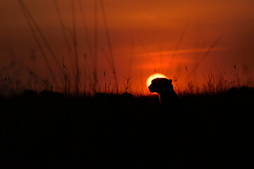 Cheetah silhouette at sunrise, Maasai Mara, Kenya