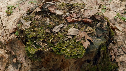 Spring Forest Glade. Mystical Forest. Green Moss Plastering Tree. Gimbal Shot. - obrazy, fototapety, plakaty