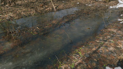 Swamp Water Forest Spring Nature Park Trees. Melting Snow Water. Steadicam Shot.