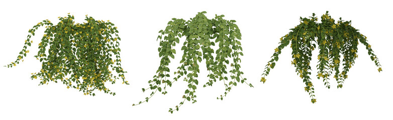 Green grass , plant,  isolated on transparent background.