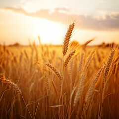 serene wheat field swaying in the gentle summer breeze with warm golden tones and ample