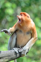 The proboscis monkey (Nasalis larvatus) or long-nosed monkey is a reddish-brown arboreal Old World monkey with an unusually large nose. It is endemic to the southeast Asian island of Borneo.