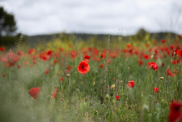 green wheat field full of poppies, touches of red on green and sky with clouds