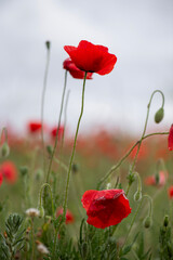 Obraz premium Spring vertical detail image of two poppies on green background and sky with clouds, red on green.