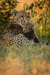 Cheetah mother and cub, Maasai Mara, Kenya