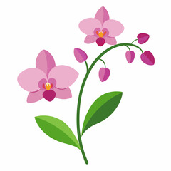 Orchid flowers with branch Vector  illustration 
