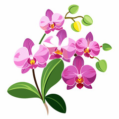 Orchid flowers with branch Vector  illustration 