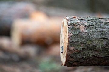 Close up of a cut tree trunks with licence pin. Legal cutting of wood in the forest, preparing timber for heating in winter