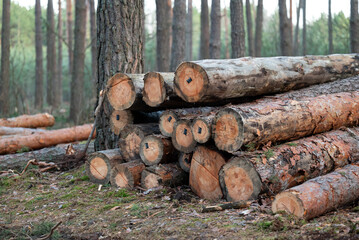 Cutting fir trees in the forest, forestry. Logs with licence pins stacked on the ground in the woods, concept of renewable energy resources