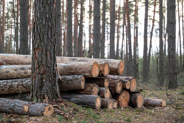 Trunks of old pine trees without bark, cut and stacked on the ground. Pile of cut timber laying in the woods, forestry concept