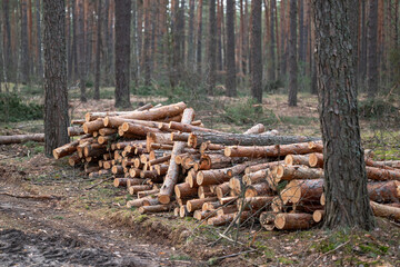 Large pile of cut logs in the woods, laying on the ground between other trees. Concept of forestry, renewable energy resources, planned cutting of timber