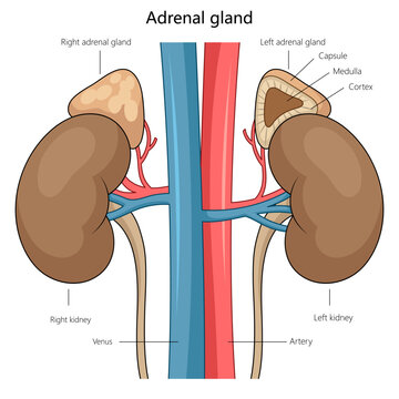 anatomy of the adrenal glands atop the kidneys, highlighting the medulla, cortex, and vascular connections diagram hand drawn schematic vector illustration. Medical science educational illustration