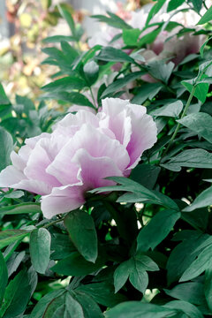 one pink peony bush in the garden. Spring flower