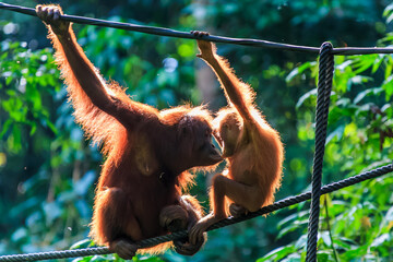 orangutans or pongo pygmaeus is the only asian great found on the island of Borneo and Sumatra