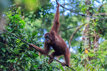 orangutans or pongo pygmaeus is the only asian great found on the island of Borneo and Sumatra