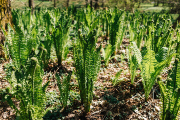 Green growing fern leaves