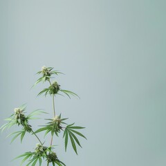 Fototapeta premium Stylish depiction of Cannabis plant, emphasizing medicinal uses, with right copy space in a minimalist style