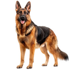 A full-body portrait of a majestic German Shepherd standing alert transparent background PNG