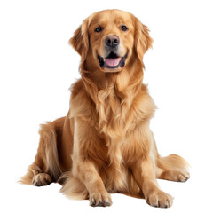 A joyful golden retriever sitting and smiling transparent background PNG