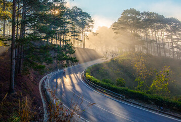 Dawn and rays of sunlight through the tree canopy