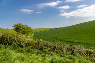 Farmland in rural Sussex on a sunny spring day
