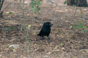 crow on the ground